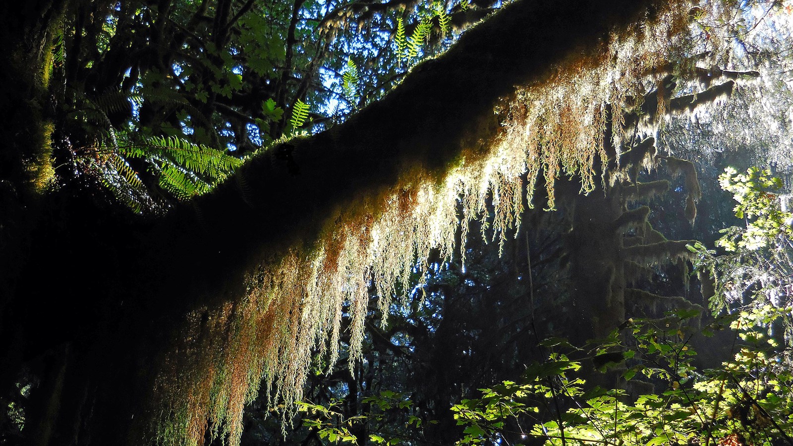 A tree branch heavy with moss