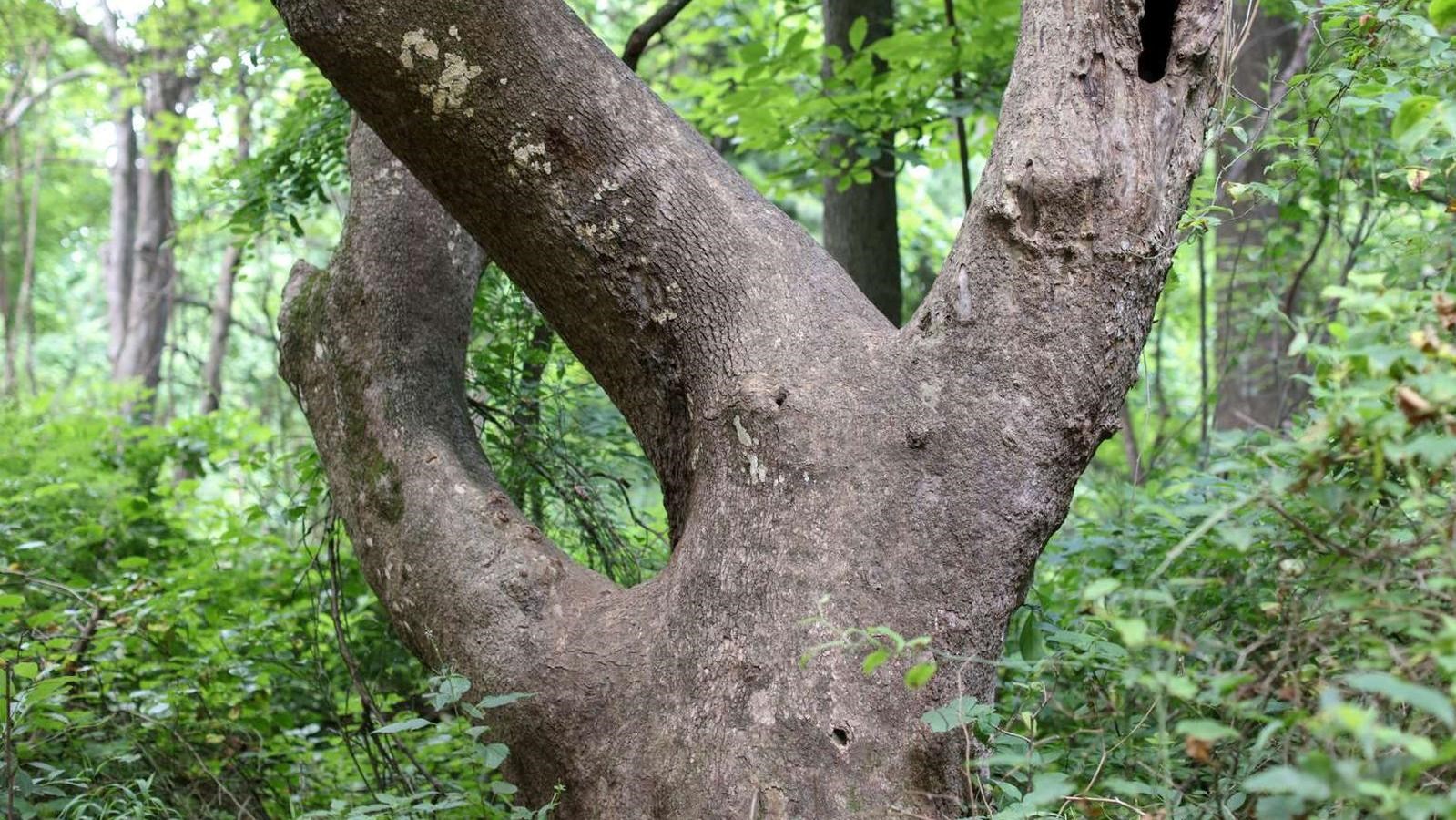 A color photograph of the base of a large sycamore tree.