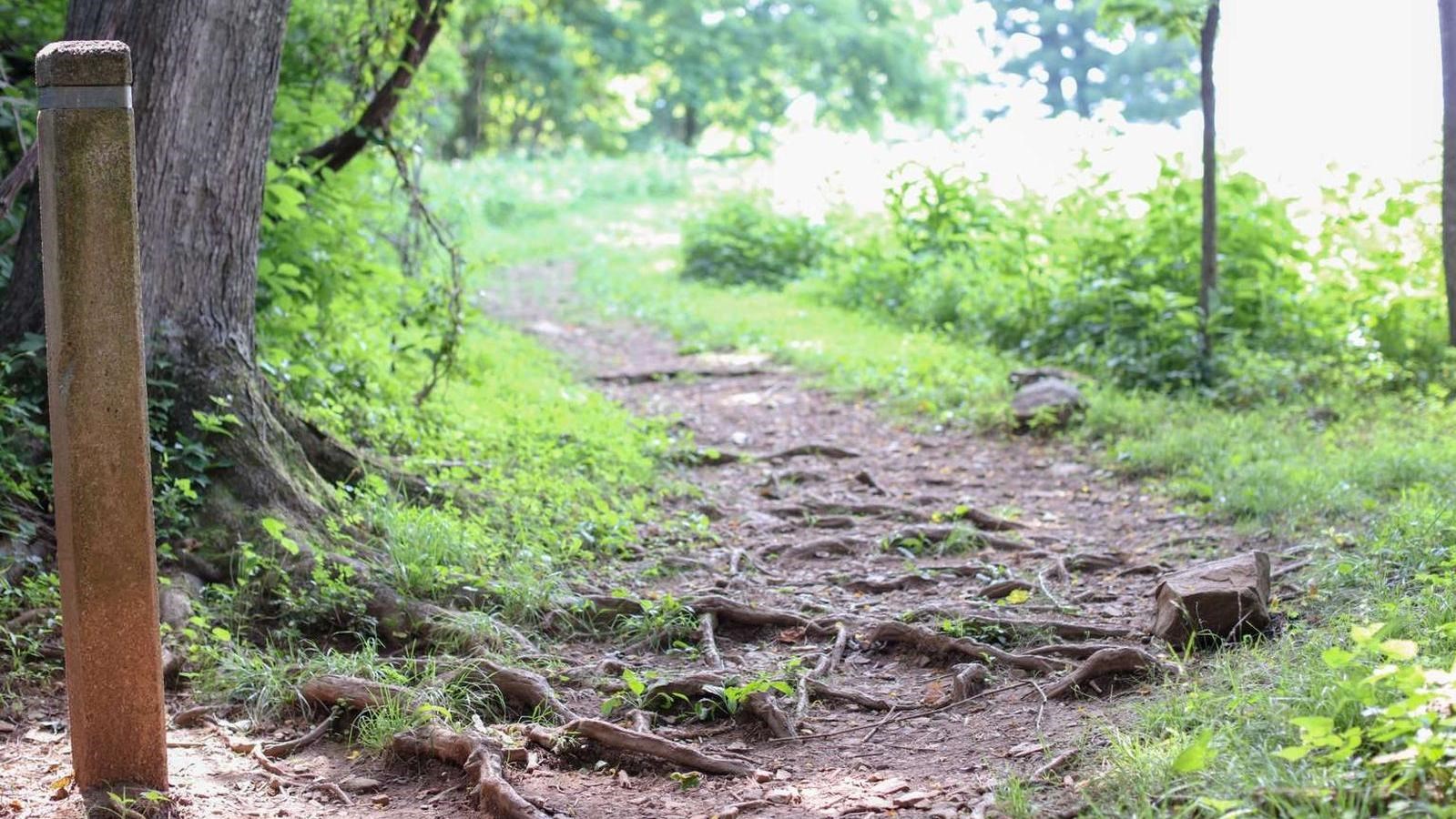 A trail post next to a trail leading out of a forest and into an open clearing.