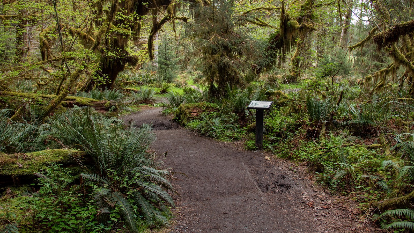 A trail through a green forest, a small wayside sign off to one side. 