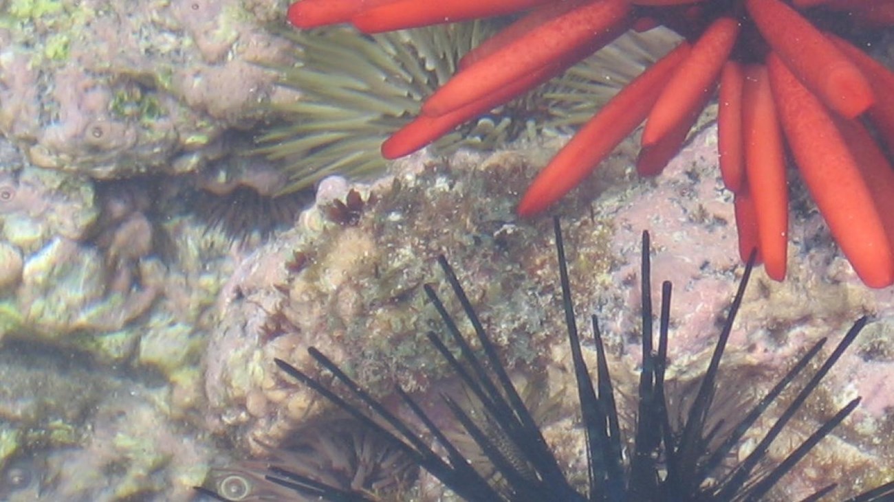 sealife
