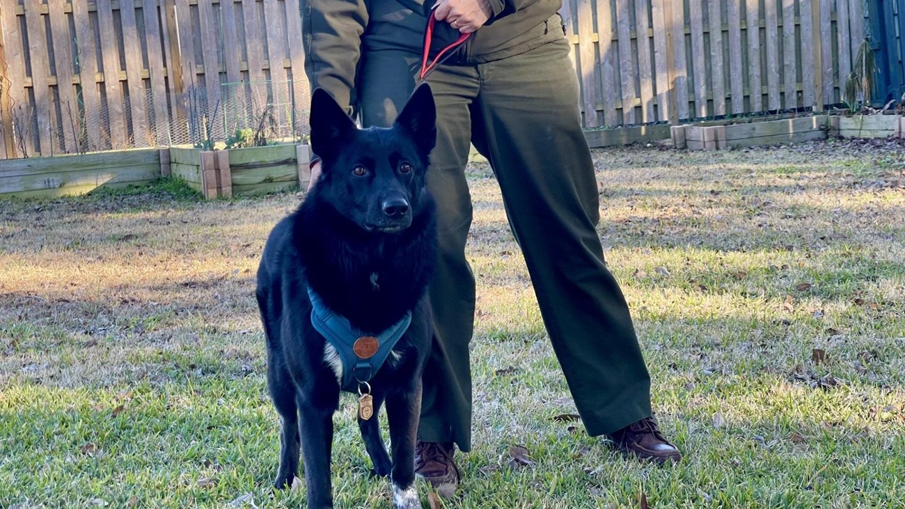 A black dog wearing a harness, leash, and wooden dog tag stands next to a ranger outside.