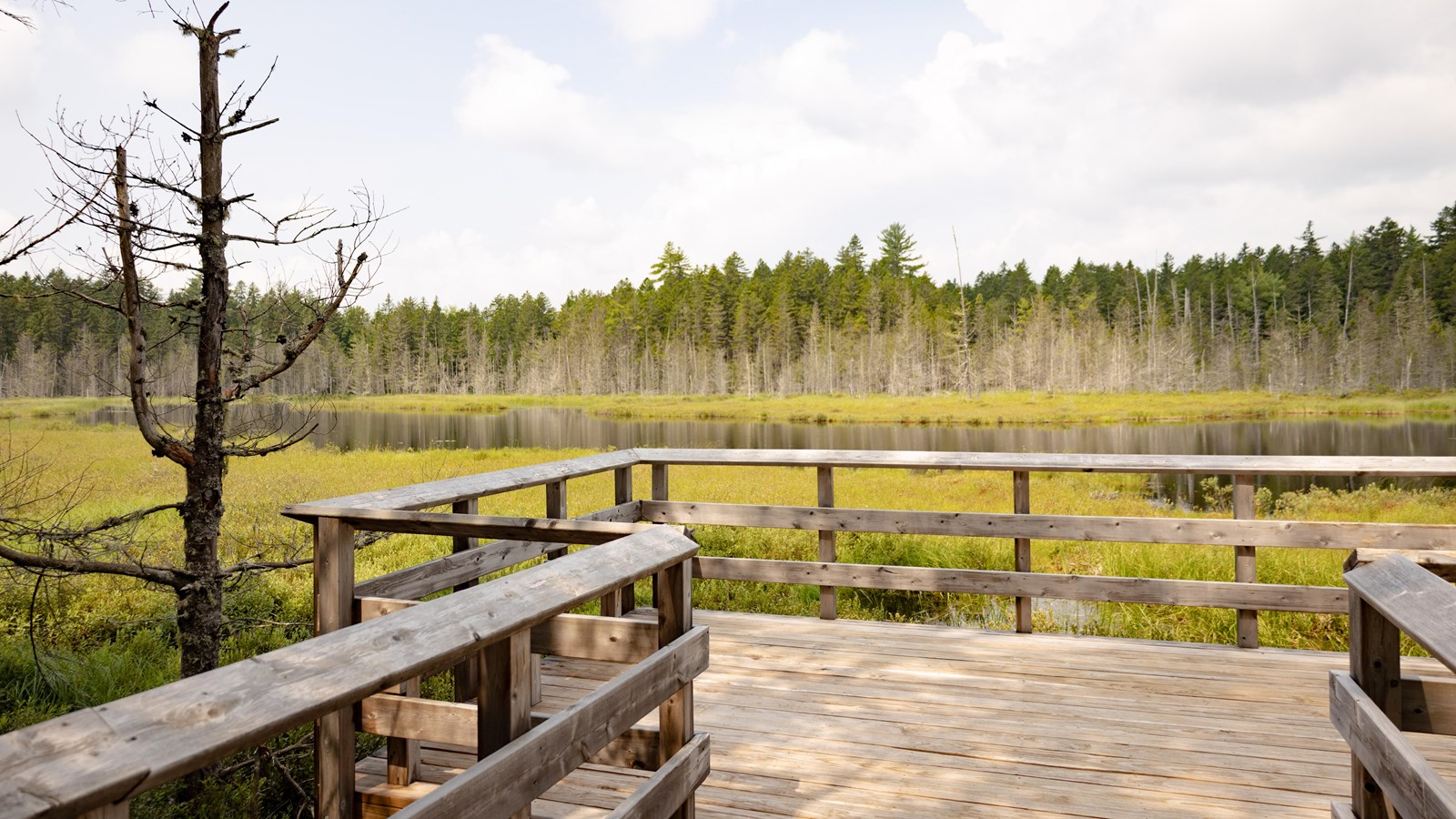 A wooden platform extends out into a grassy wetland surrounded by trees