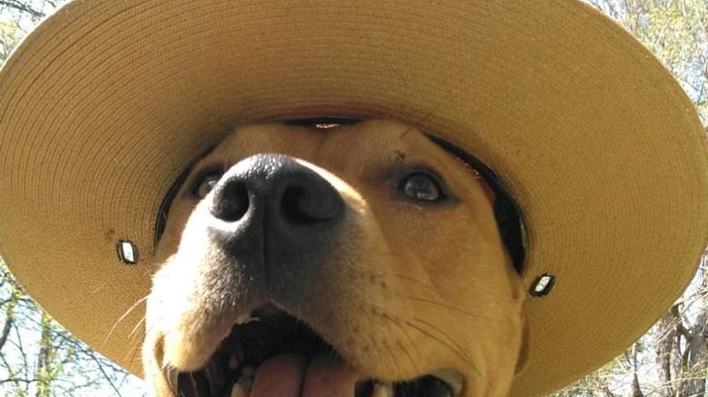 happy dog in hat