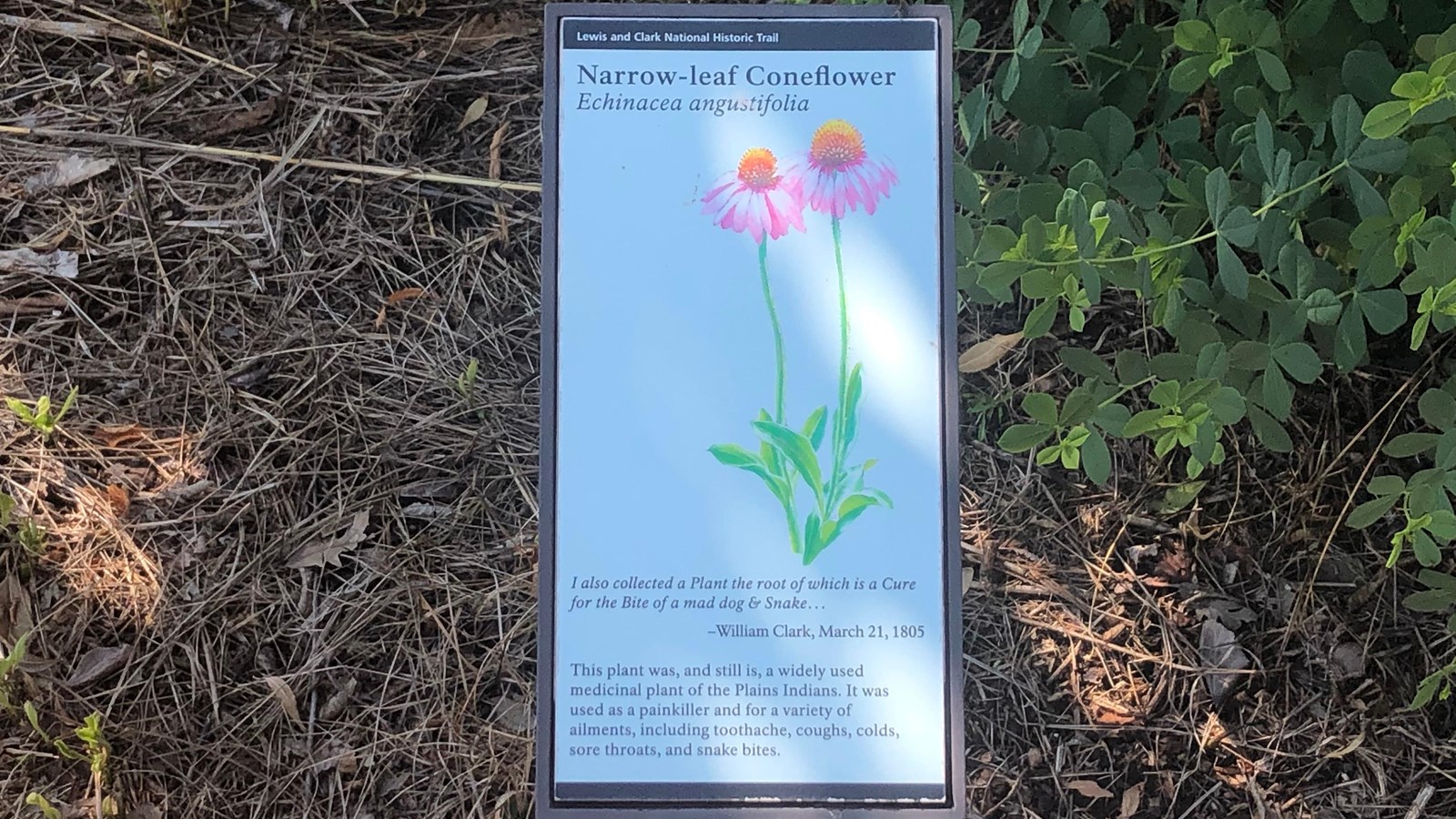 A small sign is placed near a green plant. The sign describes the narrow-leaf coneflower.