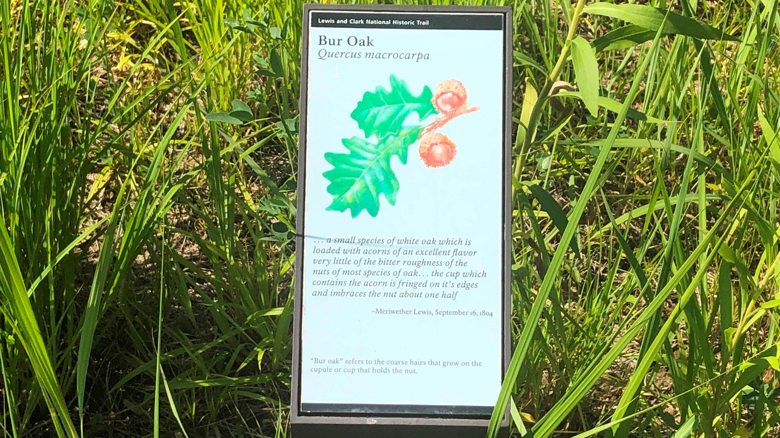A small sign is placed near a green plant. The sign describes the Bur Oak.