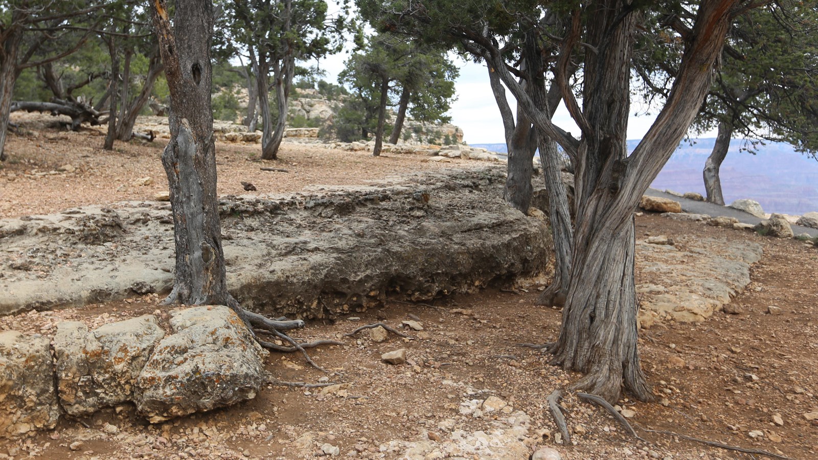 A small ledge of grey limestone juts out from loose rocks and small trees.