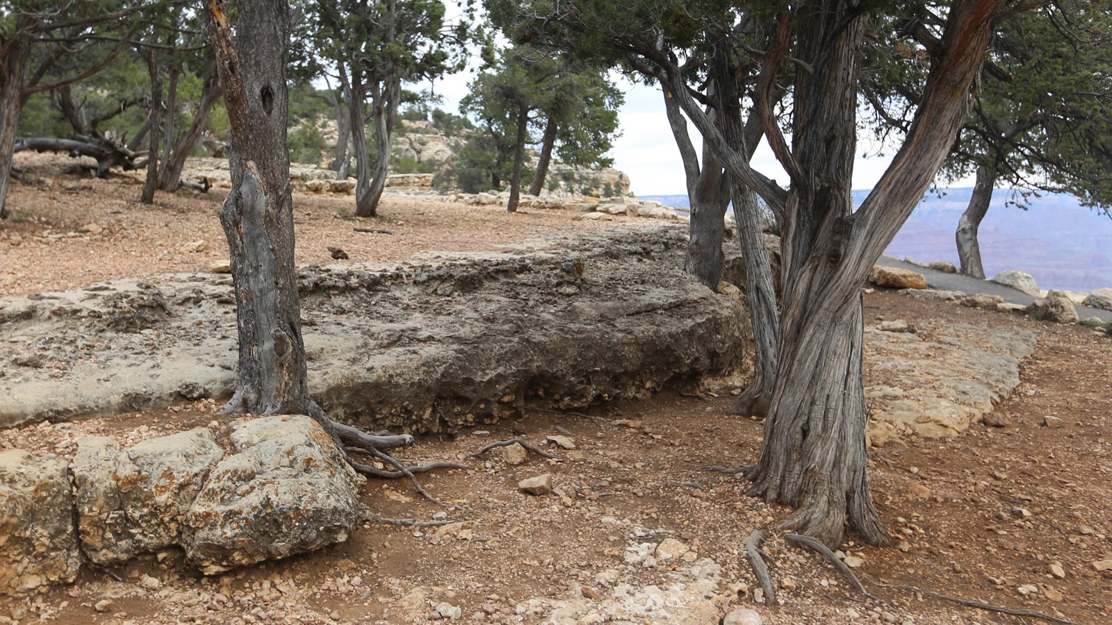 A small ledge of grey limestone juts out from loose rocks and small trees. 