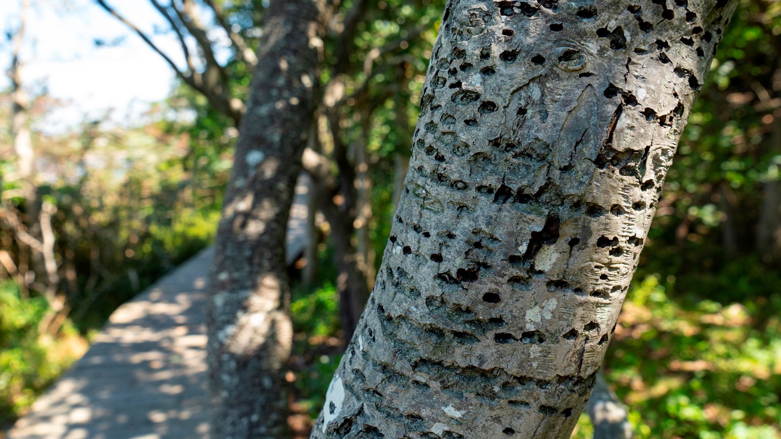 A closeup of a tree trunk featuring smooth bark marked with