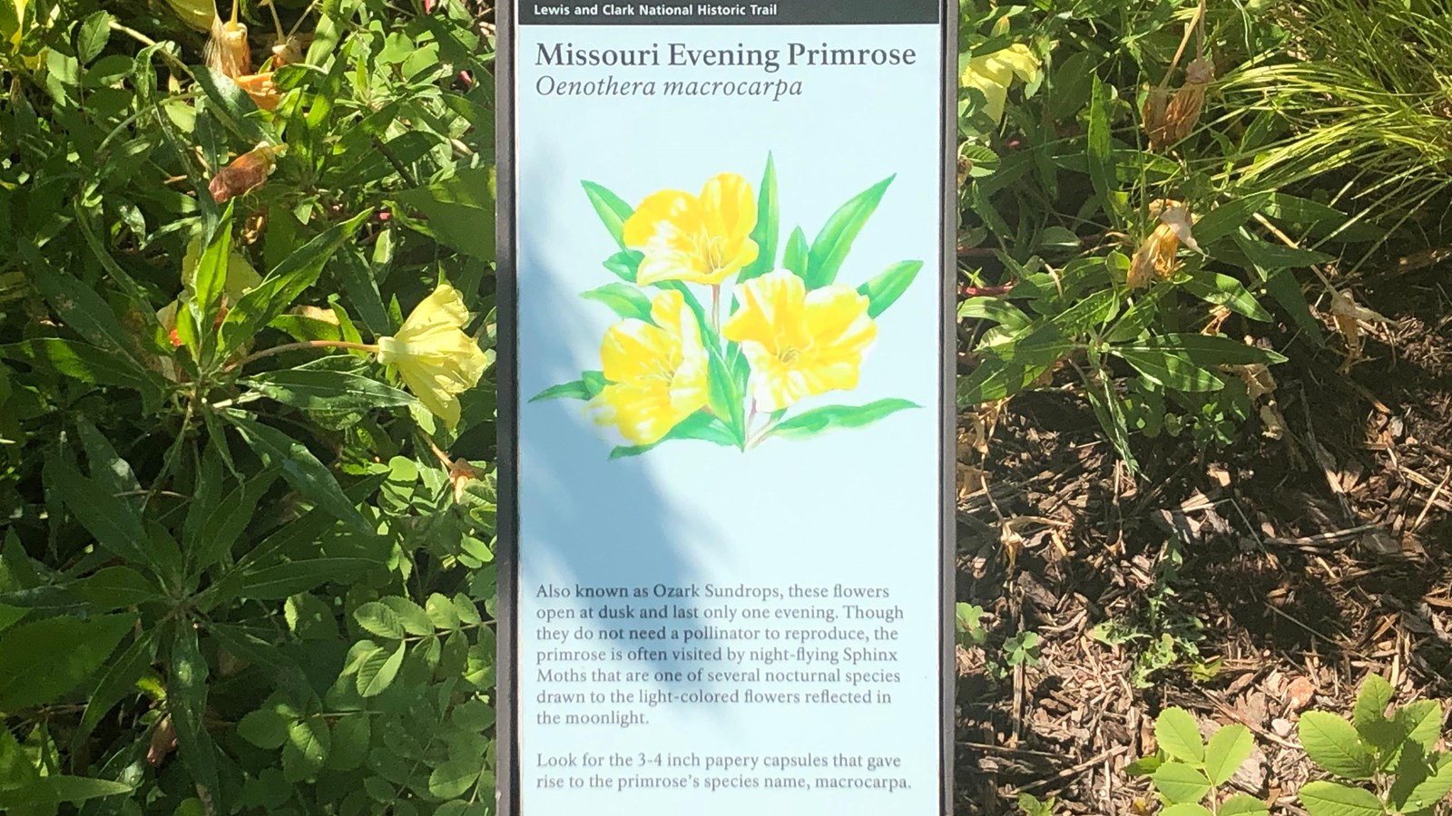 A small sign is placed near a green plant. The sign describes the Missouri Evening Primrose
