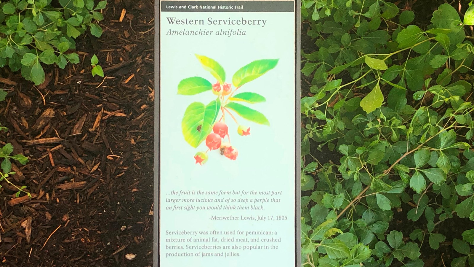 A small sign is placed near a green plant. The sign describes the Western Serviceberry.