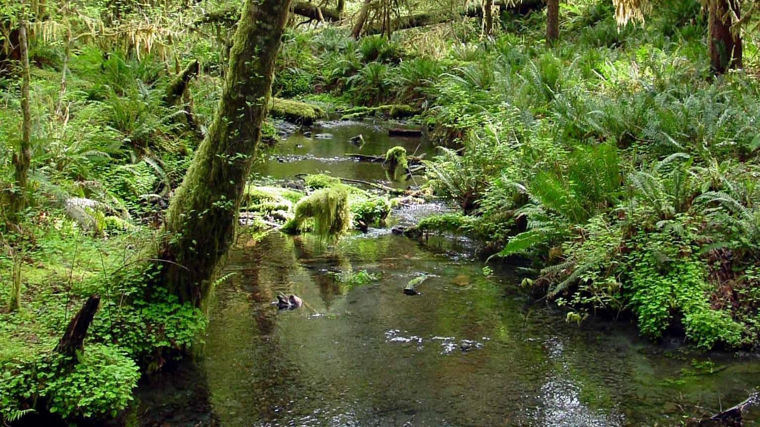 A creek runs through a rain forest