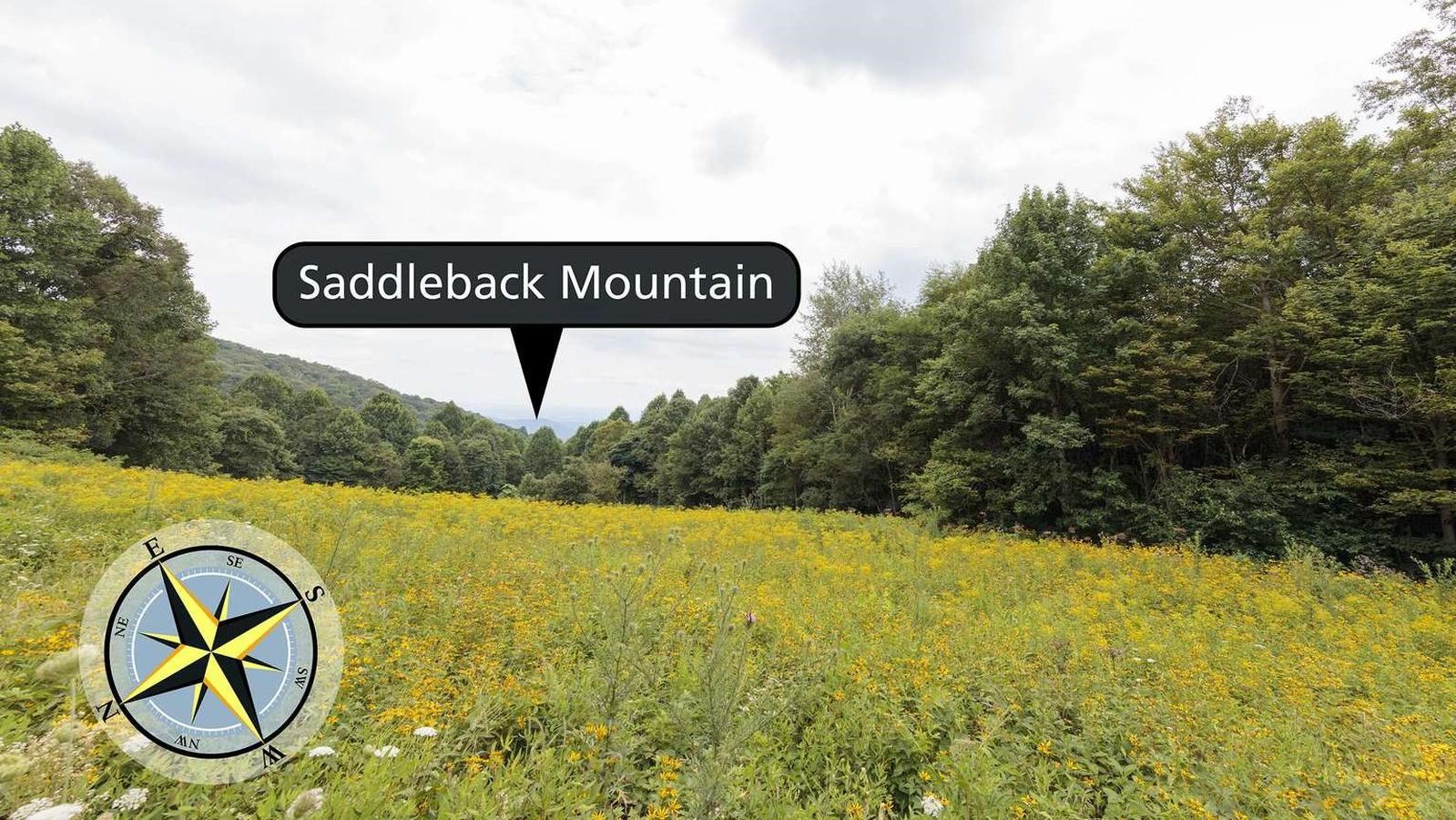 A field of yellow flowers with a trees and a mountain in the background.