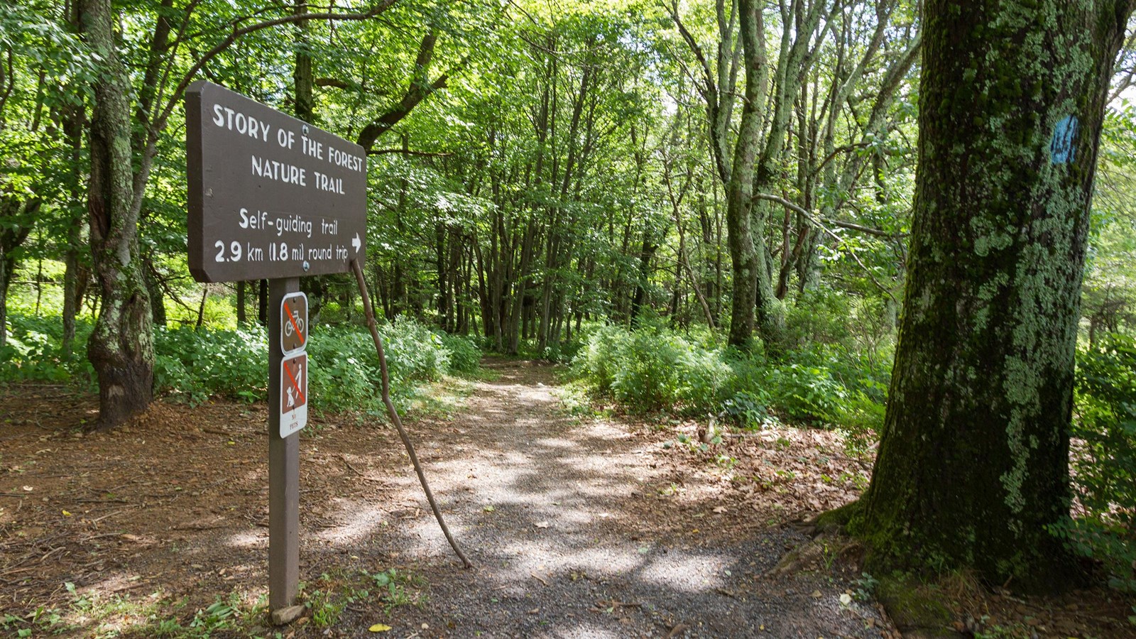 A wooden sign that reads, “Story of the Forest” and has an arrow pointing to the right.