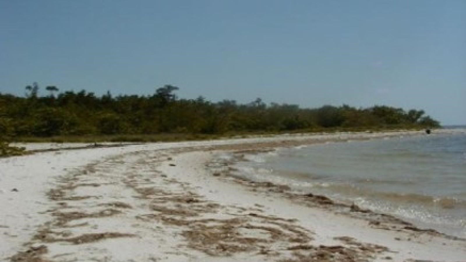 A white curved sandy beach with shells and seaweed. blue waters and green vegetation