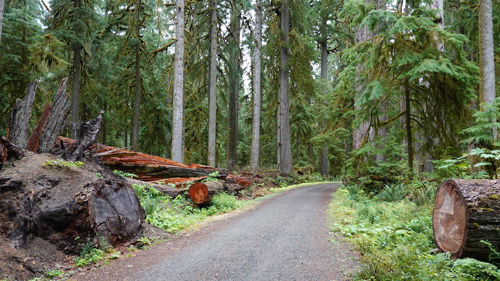 A gravel road cuts through a fallen Douglas-fir tree with a large cedar tree lying next to the road.