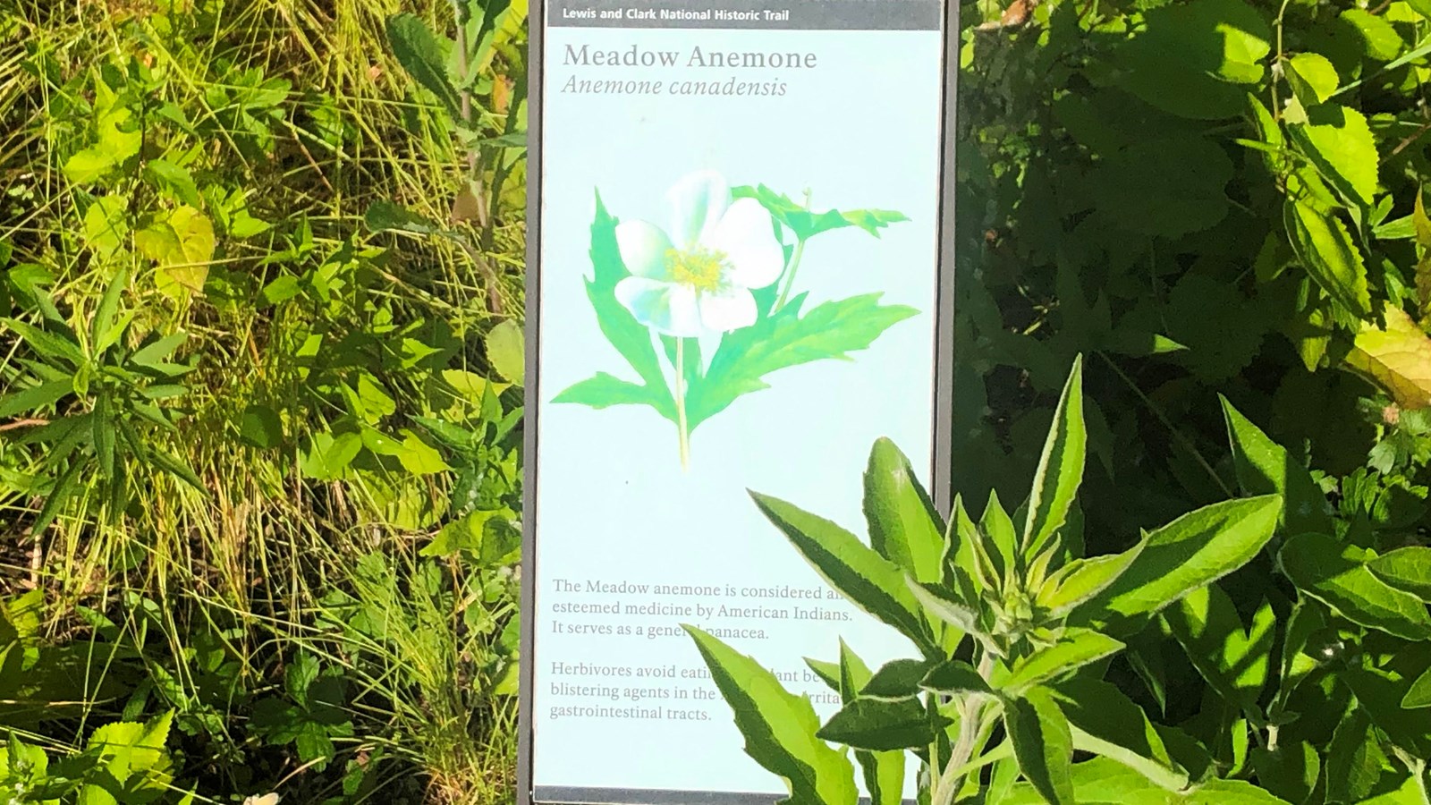 A small sign is placed near a green plant. The sign describes the meadow anemone. 