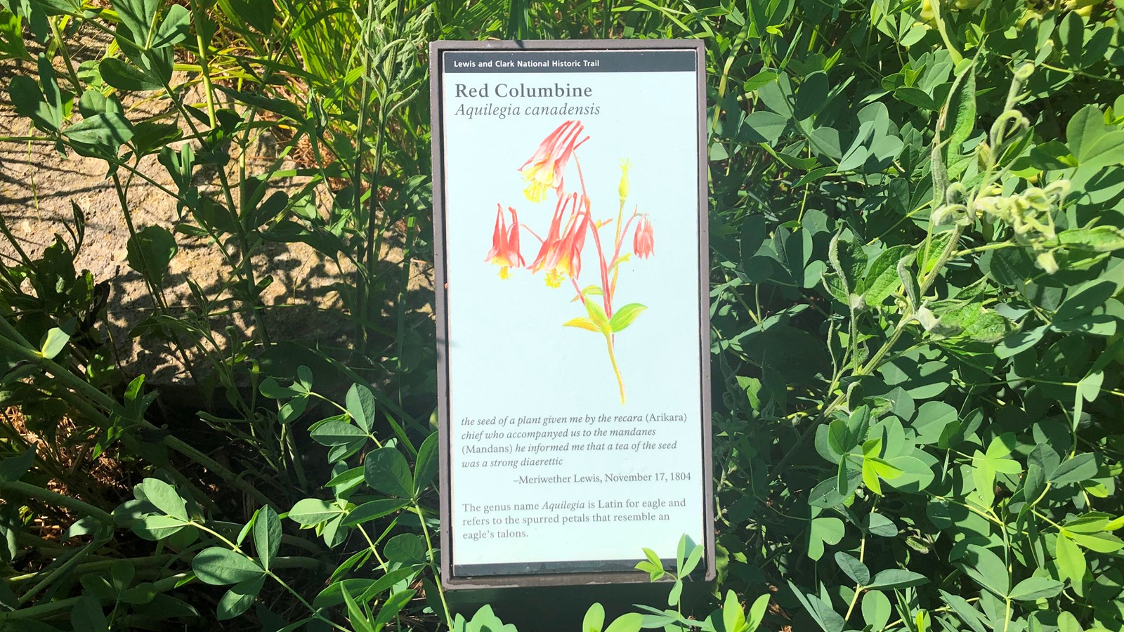 A small sign is placed near a green plant. The sign describes the Red Columbine.
