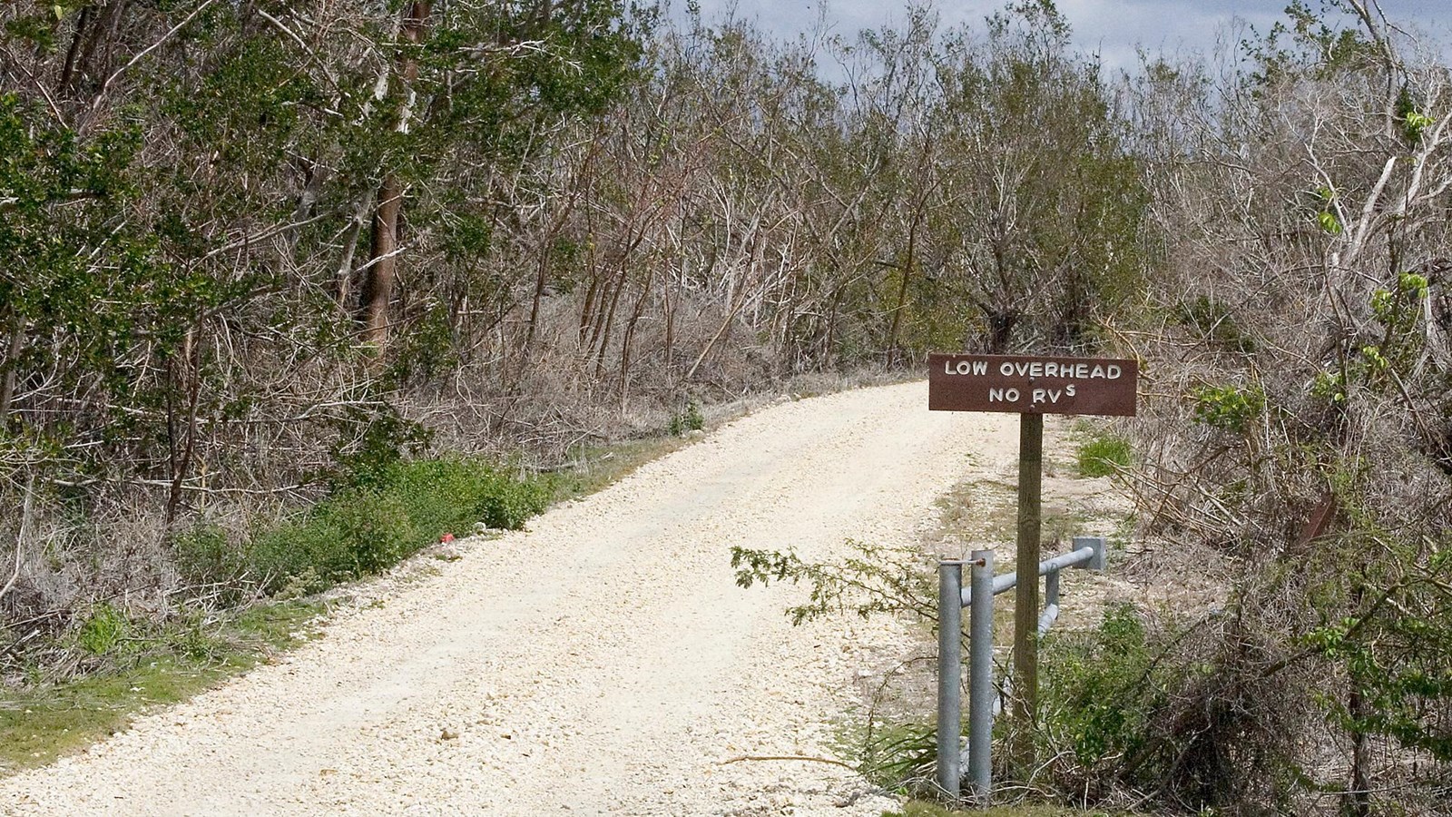 The road to Bear Lake Trail is a light gray packed gravel, and lined with tropical hardwood trees