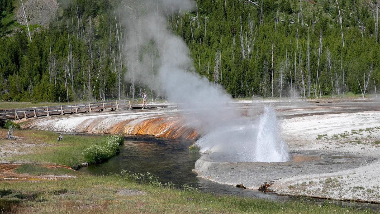 A geyser erupts on the edge of a stream in hydrothermal basin.