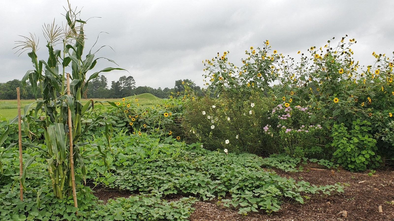 Snake Woman\'s Garden with Burial Mound in the Background