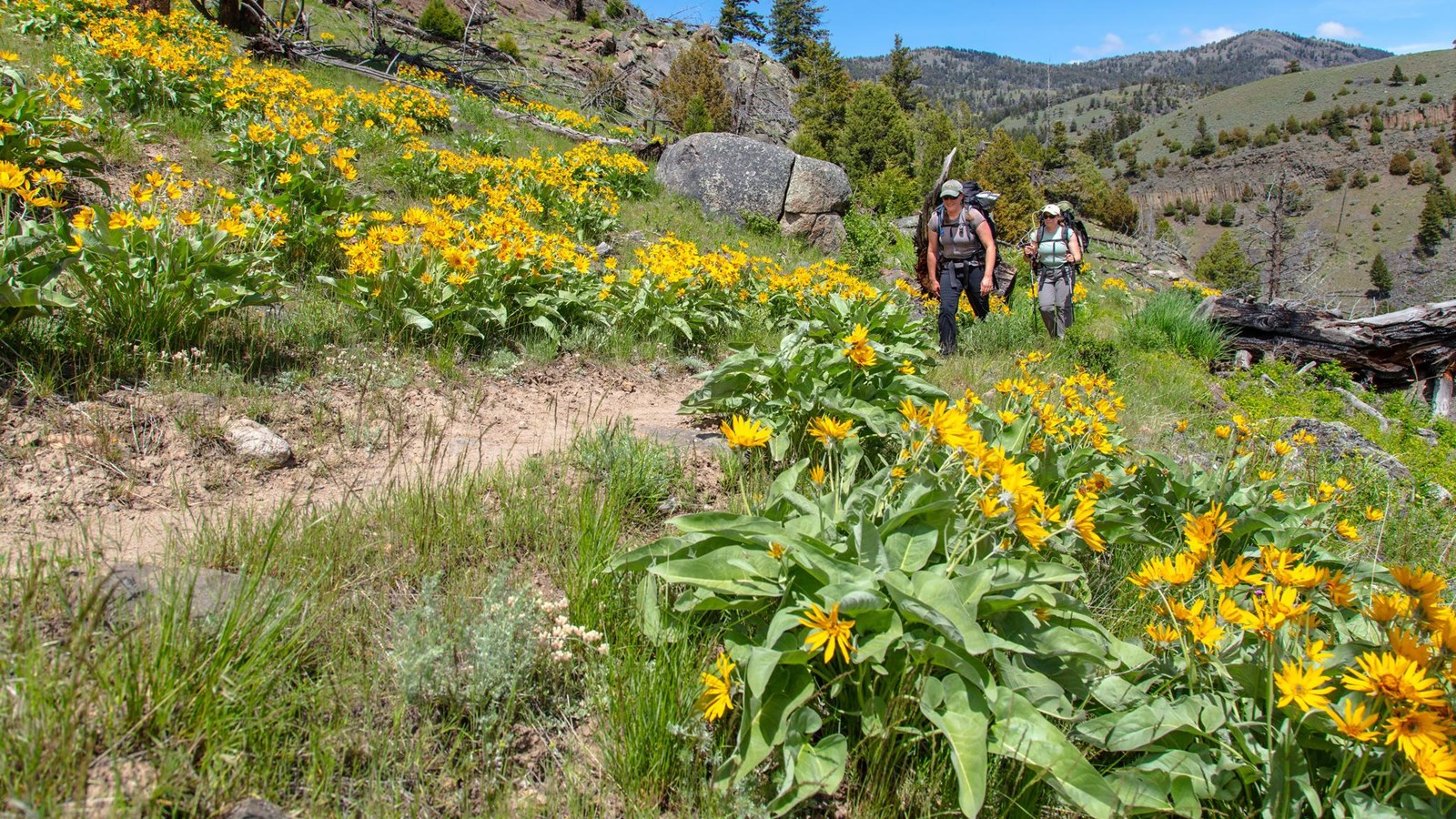 Two people hike through a field of yellow flowers along the side of a slope.