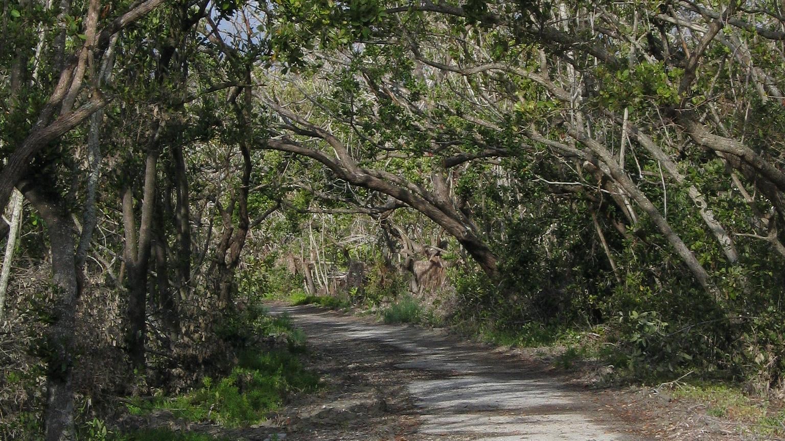 A 3 foot wide paved path underneath overhanging mangrove and tropical hardwood trees