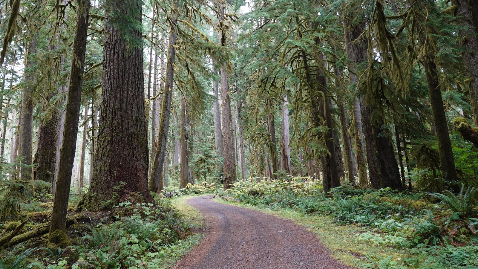 A massive Douglas-fir tree stands out among smaller- but still large- trees in a forest. 