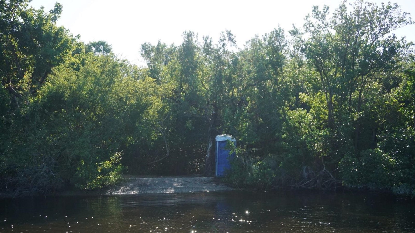 A small clearing in dense mangroves. A small bare spot is next to a blue vault toilet