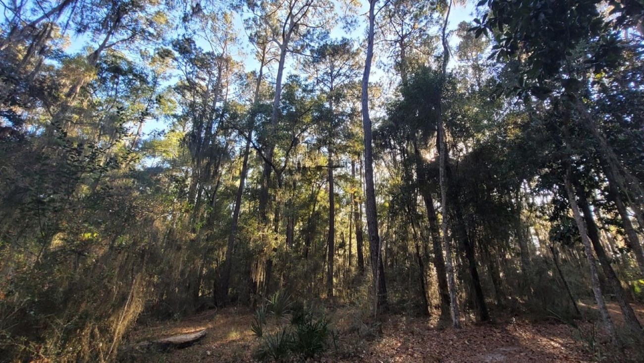 Forested area with trees surrounding a hiking trail and clear sky above