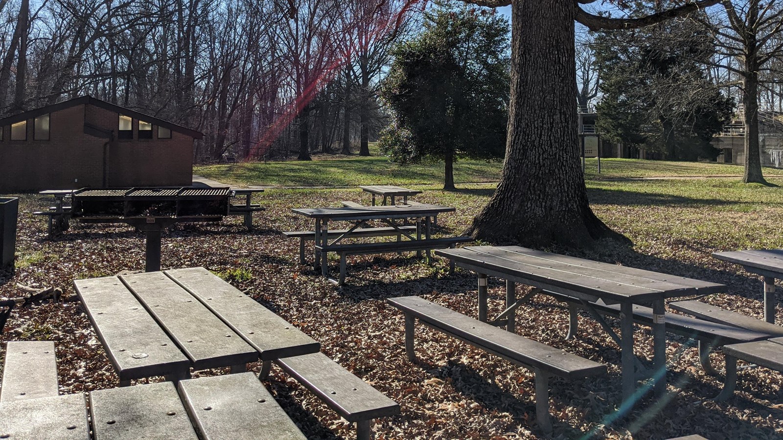 A number of picnic tables under a large tree with the bathrooom in the background