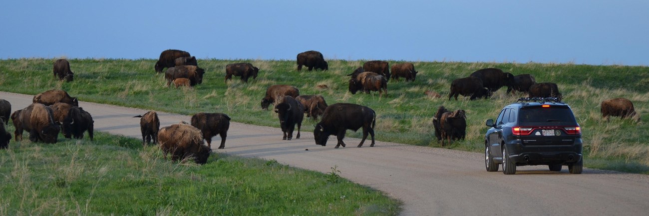 a black car on a dirt road approaches a herd of approximately 20 bison.