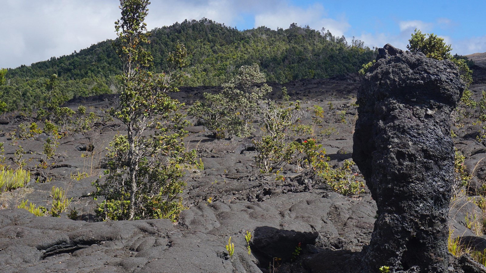 Image of forested cinder cone behind a lava tree.