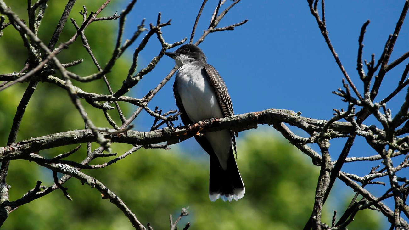 A Kingbird sits perched on a branch at Sagamore Hill.