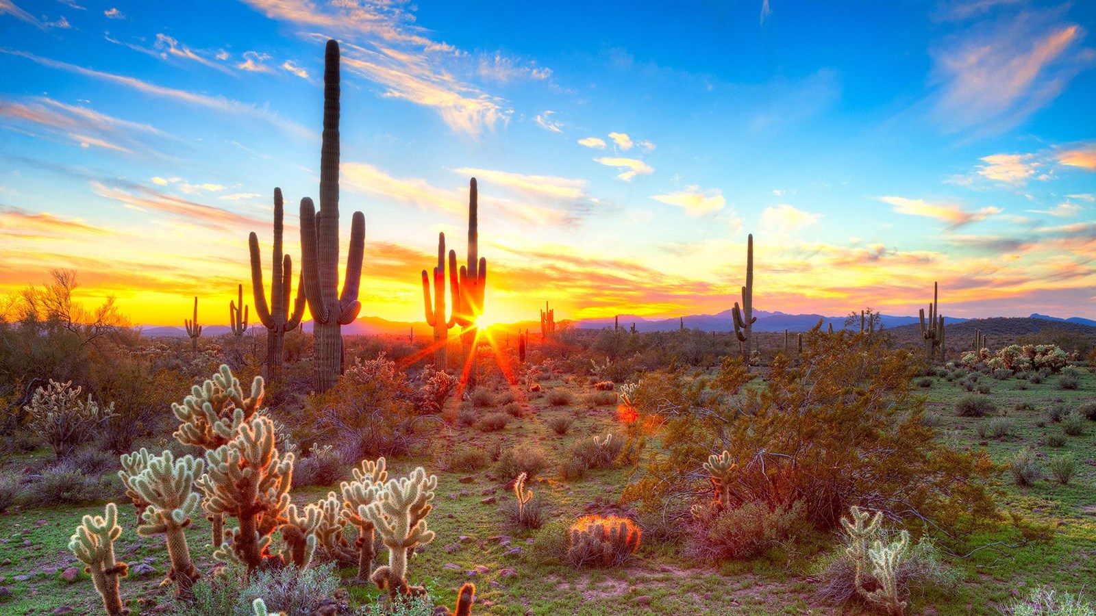 Cacti in the desert silhouetted against a sunset