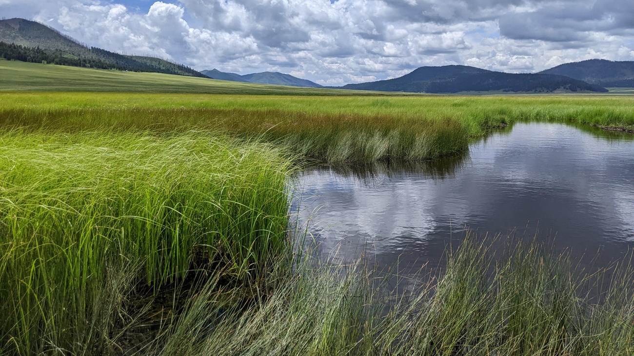 A large pool in a stream flowing through a lush montane grassland.