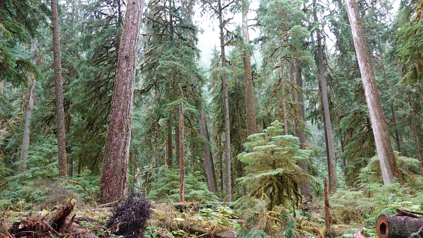 A small moss-covered conifer tree grows in a gap in a dense forest next to fallen logs.