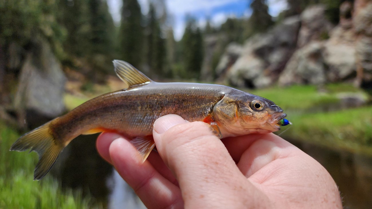 A small fish with a hook in its mouth in a fisherman\'s hand.