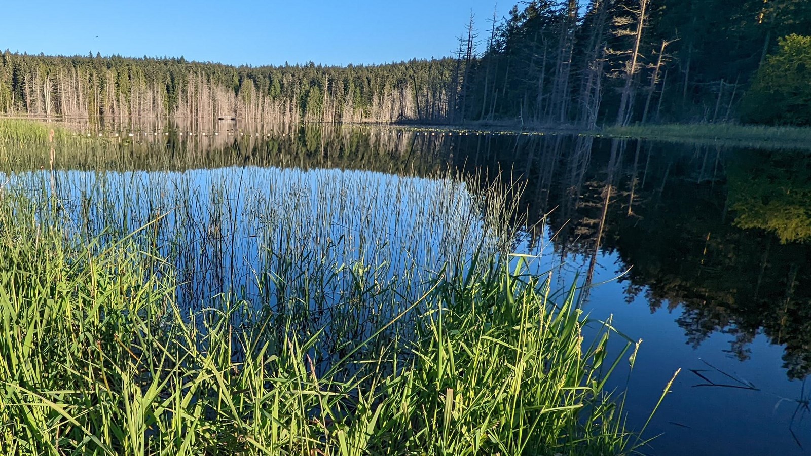 Color photo of a blue lake with greenery surrounding it