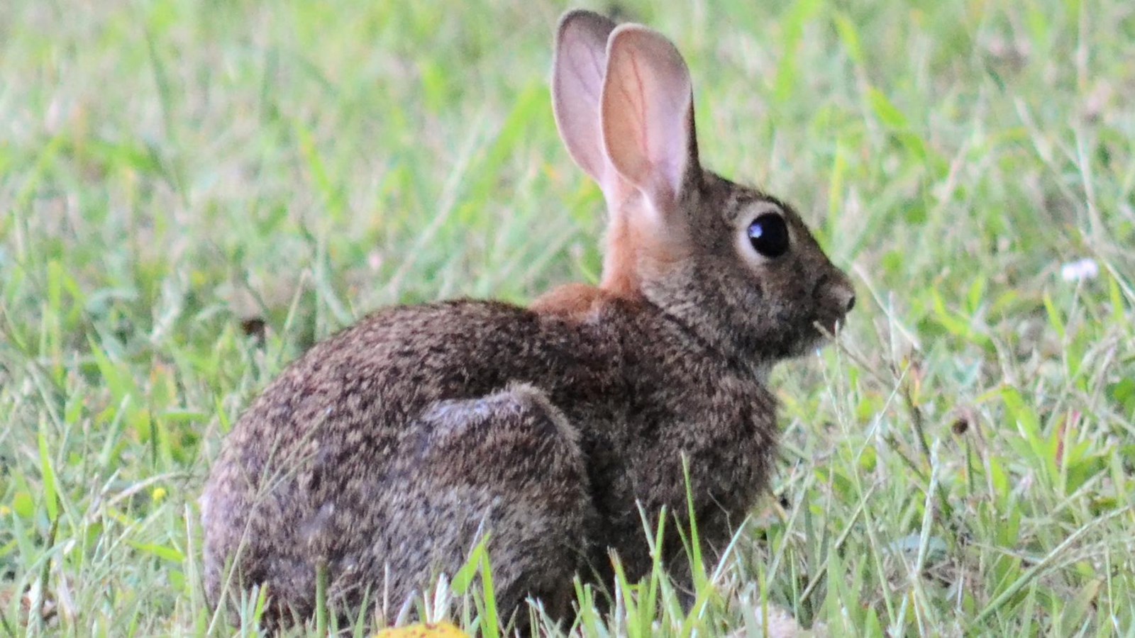 A brown bunny with ears pricked up at alert in the middle of grassy field
