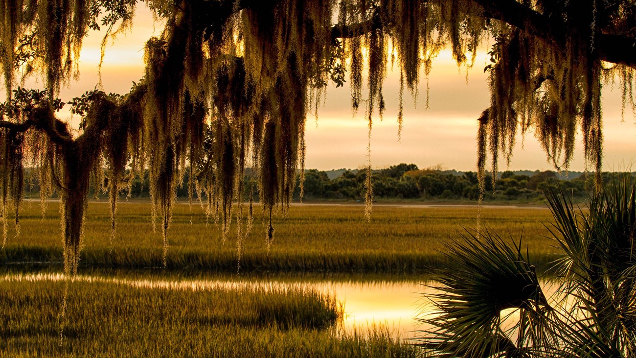 A view of the salt marsh through live oak trees