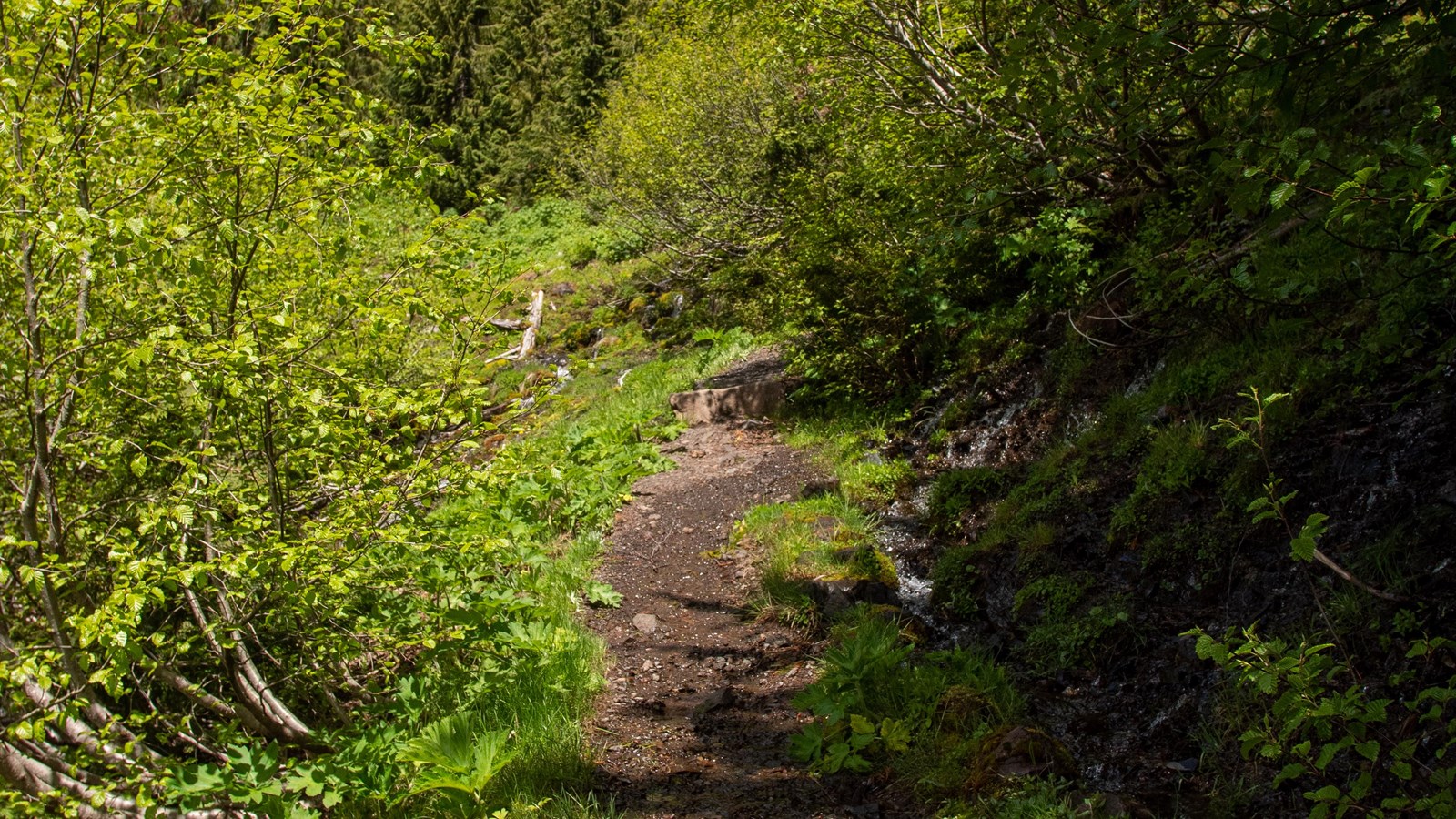A steep trail up a mountainside