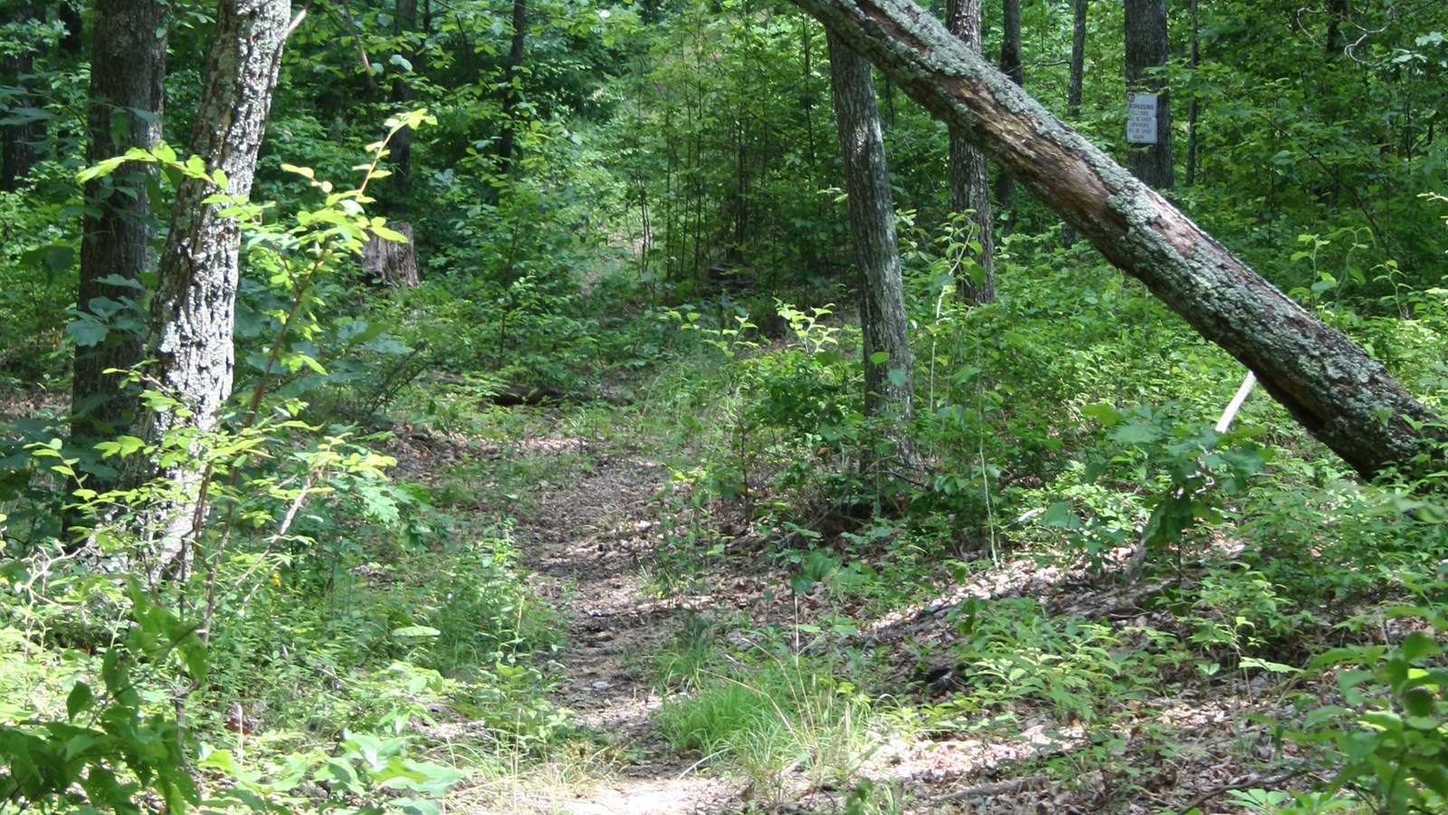 Old Trace trail leads away from viewer. Tree is down across the trail. Forest is green on both sides
