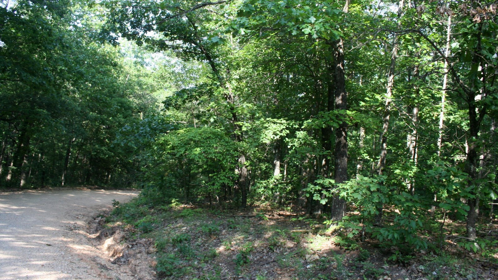 A dirt road winds through a heavily wooded forest.