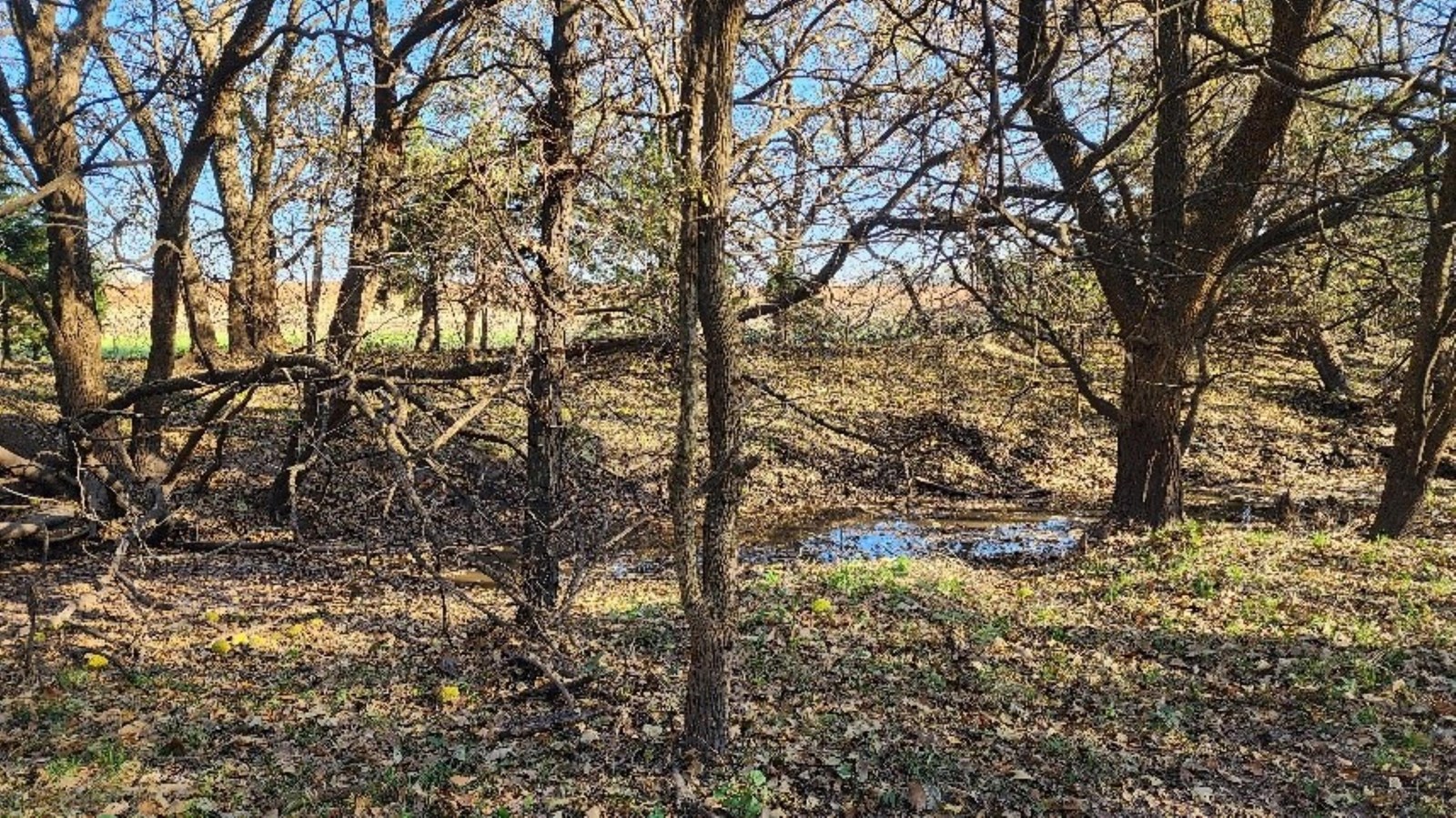 A grassy forest spreads out from the banks of a small creek.