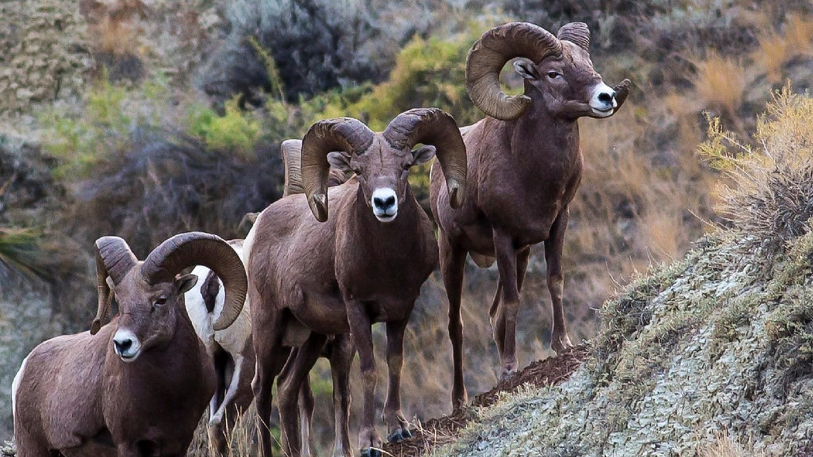 Three big horned sheep on a rocky slope