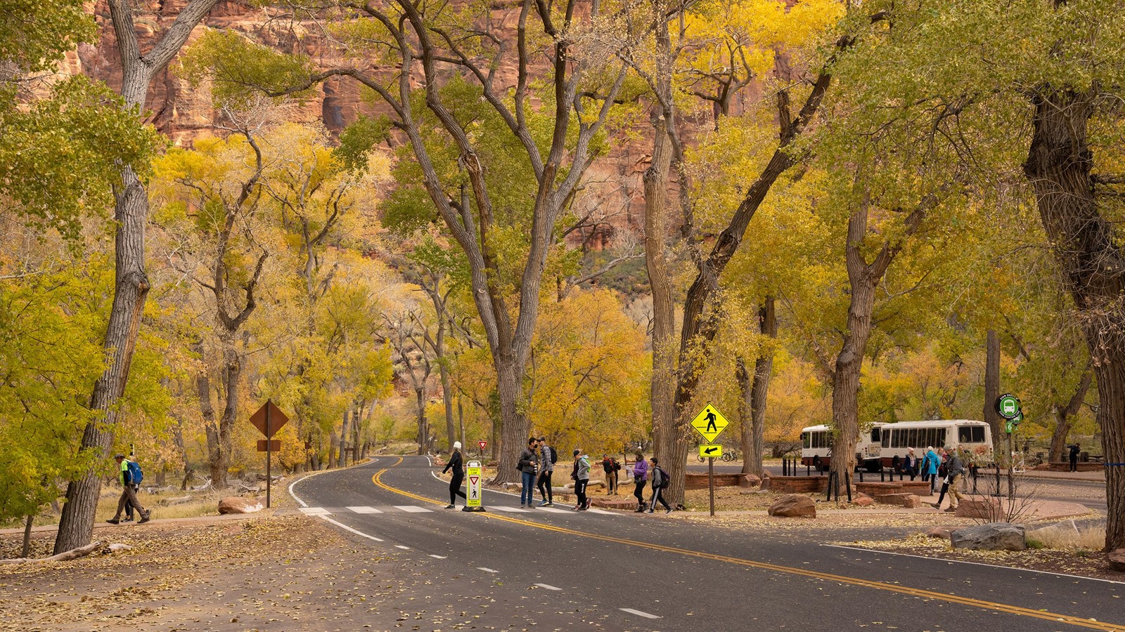 Photo of several people crossing the road in a crosswalk surrounded by trees. 