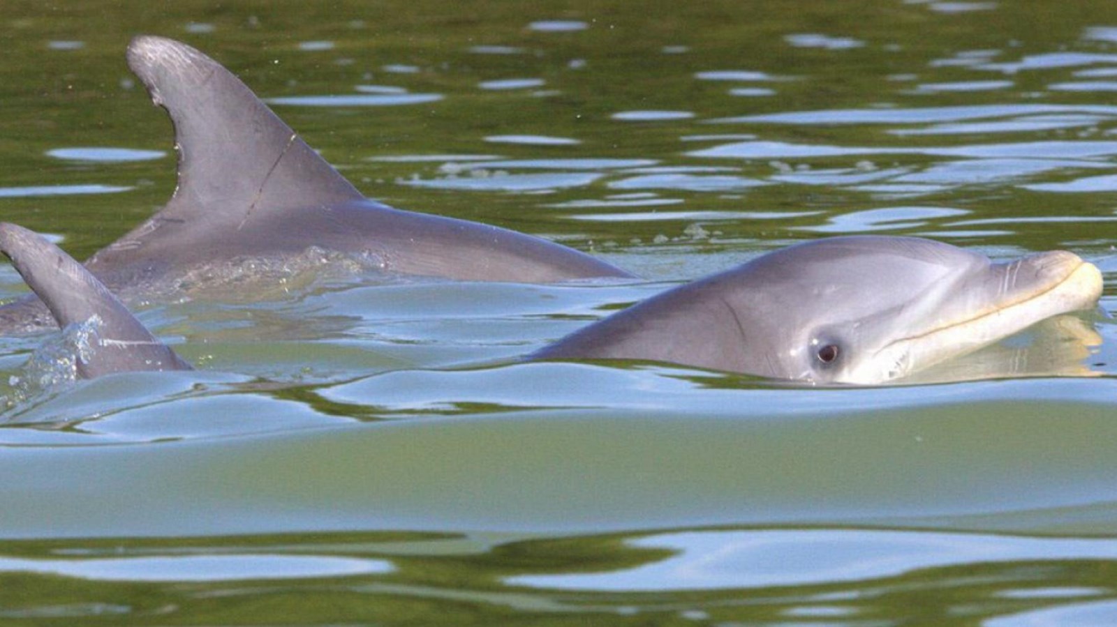 Gray dolphins stick their snouts and fins out of the blue green water of Whitewater Bay
