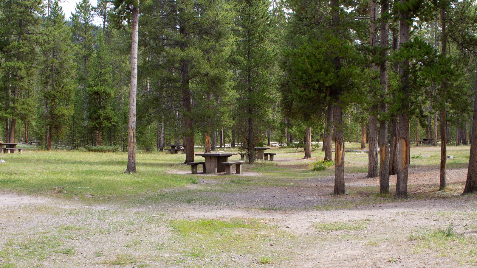 Picnic tables in a forested area