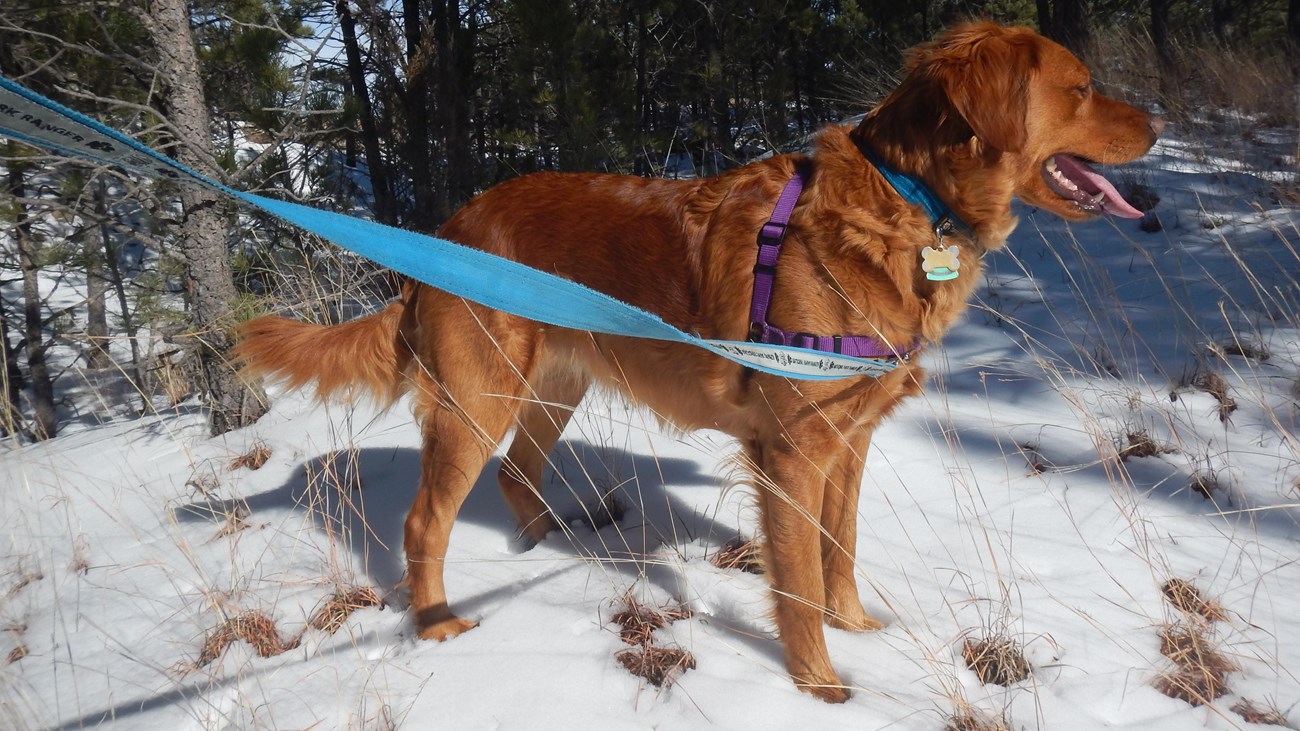 a leashed dog on a trail in winter